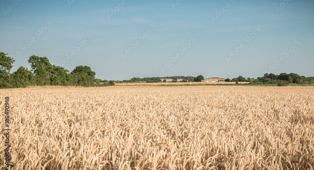 wheat field matured just before the harvest