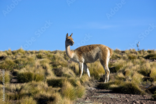 A Vicuna in the Atacama Desert - Chile