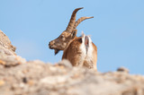 Spanish Ibex capra pyrenaica in nature, natural park els ports