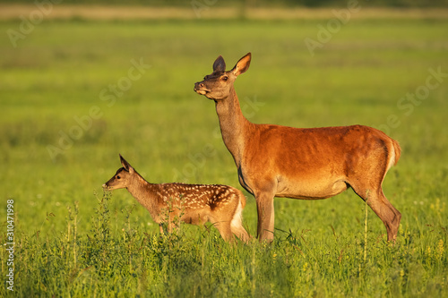 Wallpaper Mural Red deer hind with calf walking at sunset. Mother and child animal in nature. Wildlife family. Female deer protecting its young. Torontodigital.ca