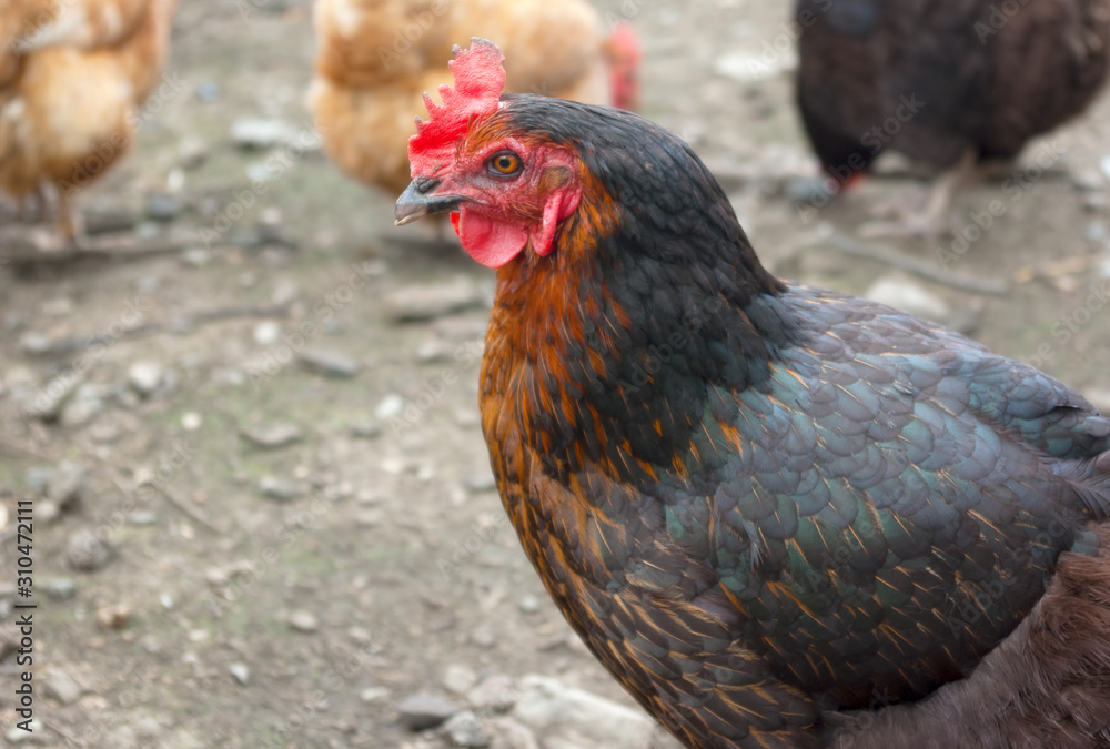 black cock profile view with golden chess chicken agriculture black cock profile view with golden chess chicken agriculture