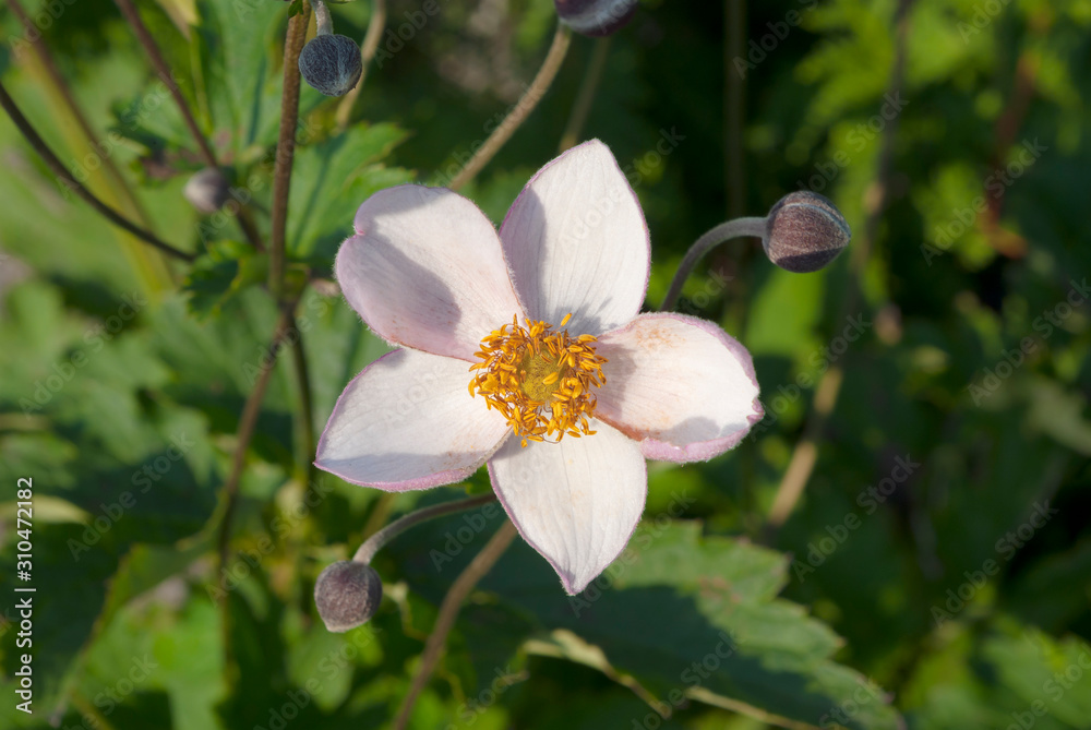 flower close up centered white pink buds garden flower close up centered white pink buds garden