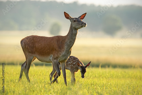 фотографія Red deer hind with calf walking at sunset