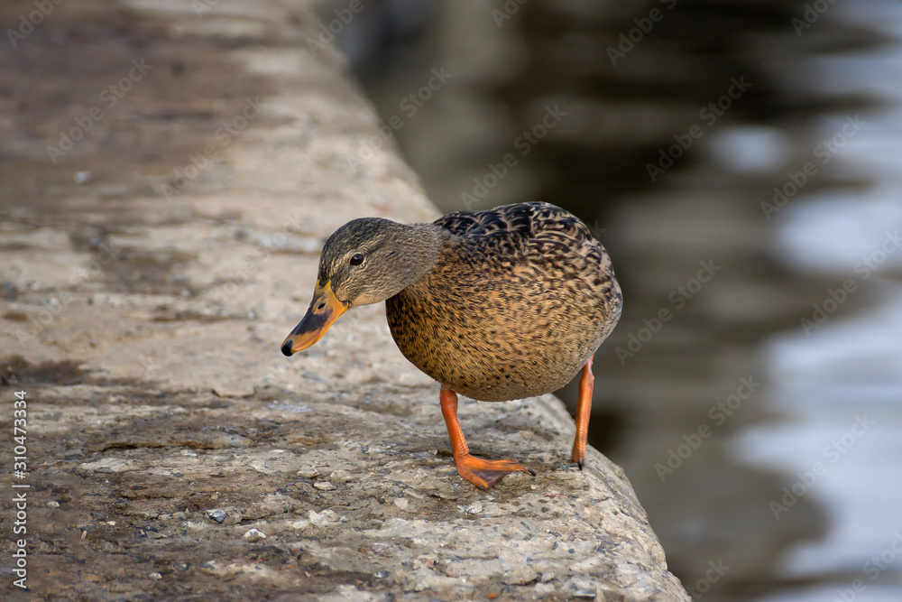 Birds and animals in wildlife. Amazing mallard duck swims in lake or river with blue water under sunlight landscape. Closeup perspective of funny duck. Birds and animals in wildlife. Amazing mallard duck swims in lake or river with blue water under sunlight landscape. Closeup perspective of funny duck.