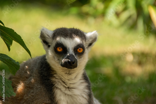 ring tailed lemur © Nick