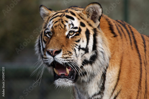 Sibirische Tiger  Panthera tigris altaica  auch Amurtiger oder Ussuritiger  Portrait