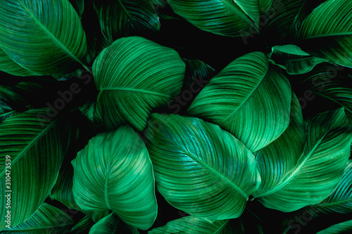 leaves of Spathiphyllum cannifolium  abstract green texture  nature background  tropical leaf