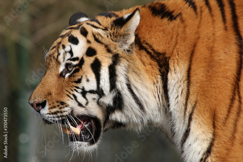 Sibirische Tiger  Panthera tigris altaica  auch Amurtiger oder Ussuritiger  Portrait