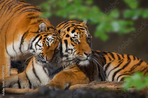 Sibirischer Tiger (Panthera tigris tigris) Paar