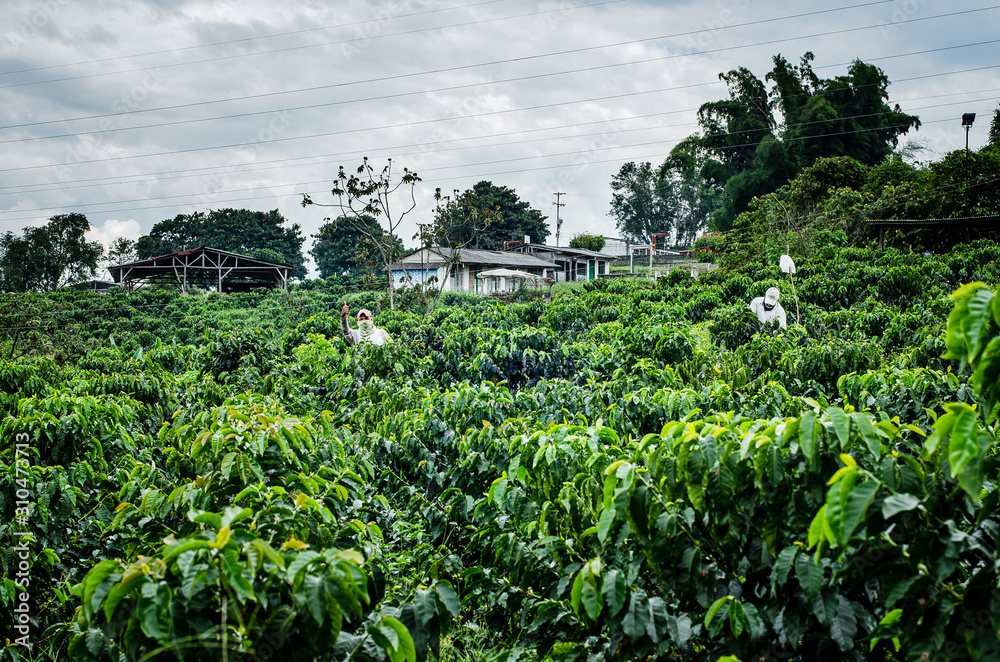 Paisaje Cultural Cafetero, agricultura y campo colombiano, siembra de café y productos agricolas en Chinchiná Caldas Colombia
