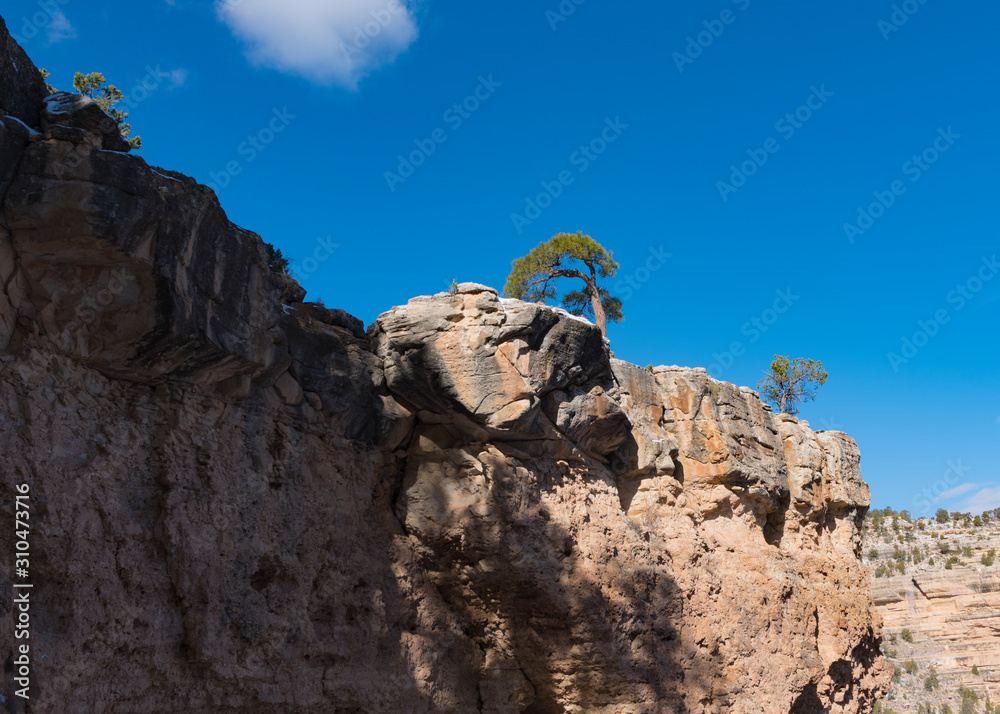 Tree on the edge of the canyon