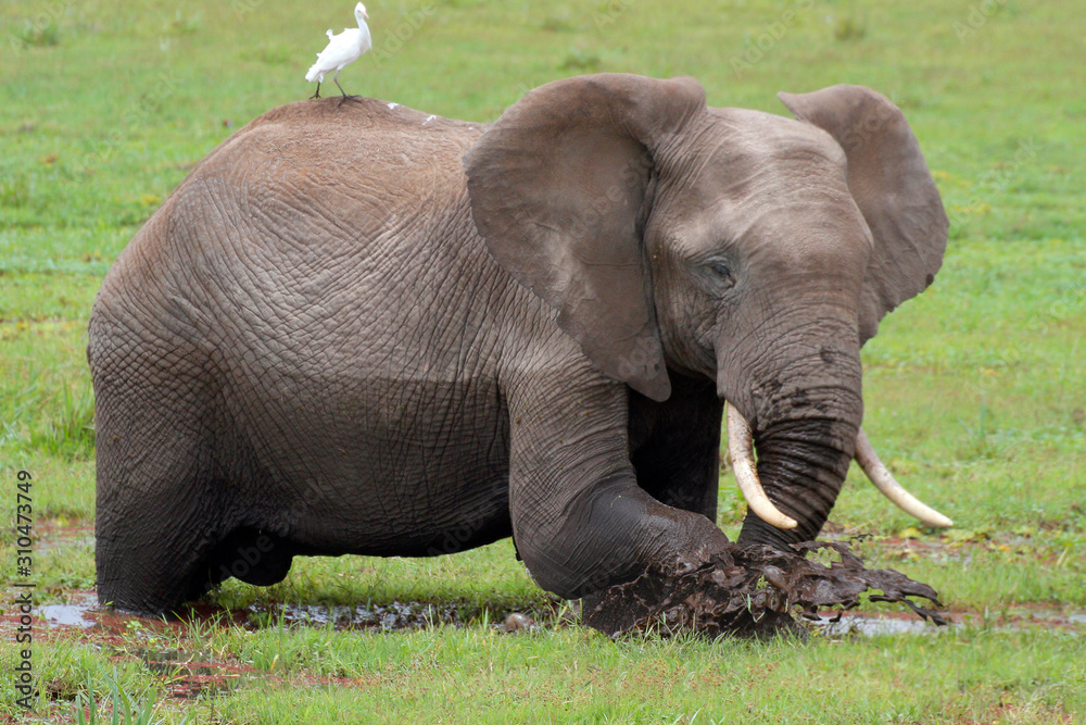 Afrikanische Elefant (Loxodonta africana) und Kuhreiher in Sumpflandschaft, Amboseli Nationalpark, Kenia, Ostafrika