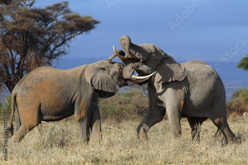 Afrikanische Elefant (Loxodonta africana) Jungtiere raufen, Amboseli Nationalpark, Kenia, Ostafrika