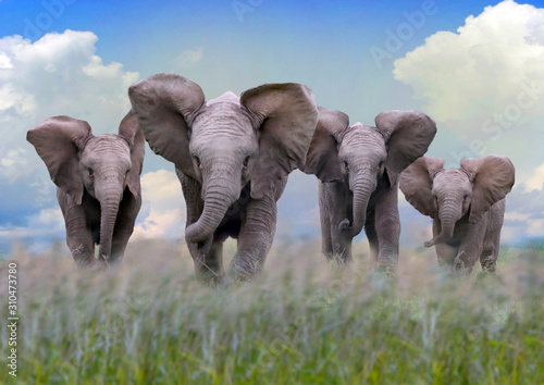 Afrikanische Elefant  Loxodonta africana  Gruppe mit Jungtieren  Amboseli Nationalpark  Kenia  Ostafrika