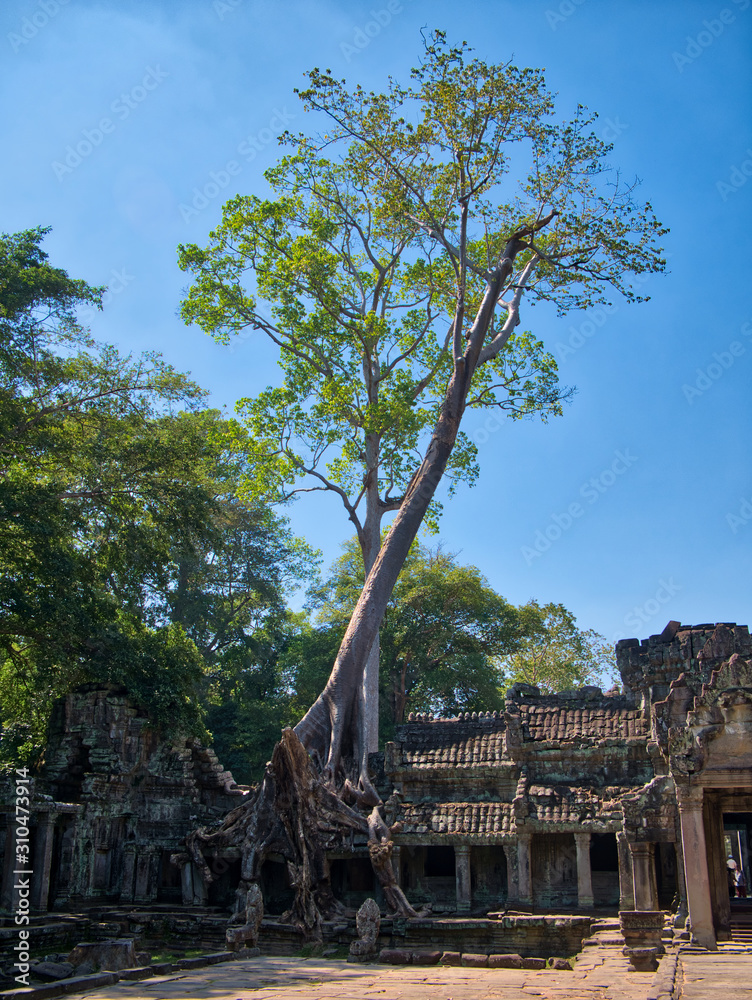 A banyan tree grows on temple ruins at the ancient Khmer site of Angkor Thom near Siem Reap in Cambodia. A banyan tree grows on temple ruins at the ancient Khmer site of Angkor Thom near Siem Reap in Cambodia.