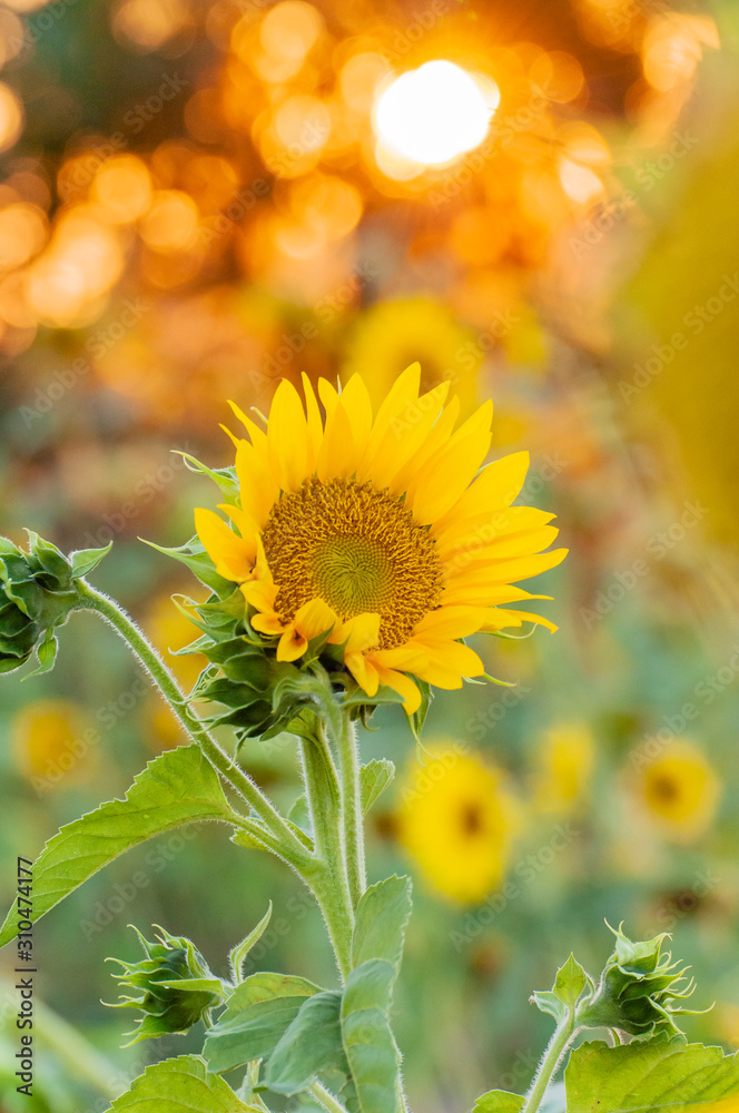 Obraz premium Sunflower sunflowers at sunset sunflower