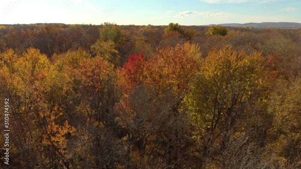 Drone entering forest in fall by beggining over tree canopy before lowering in it Drone entering forest in fall by beggining over tree canopy before lowering in it