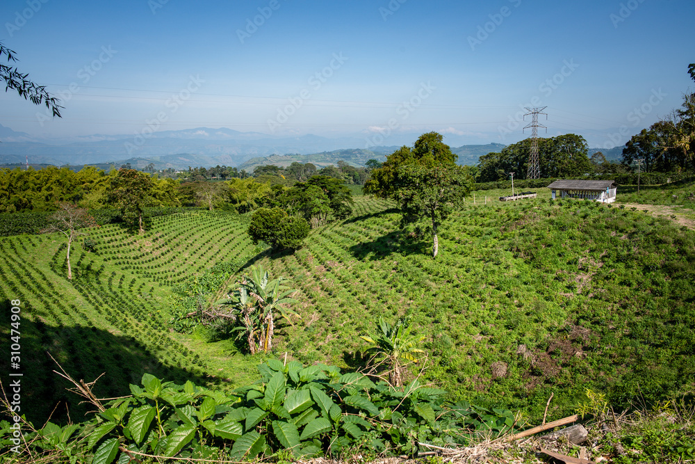Paisaje Cultural Cafetero, agricultura y campo colombiano, siembra de