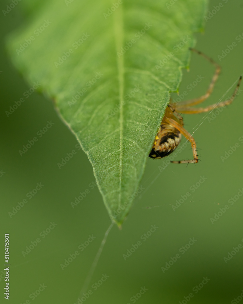 spider behind leaf spider behind leaf