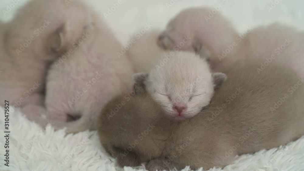 five burmese kittens weekly age five burmese kittens weekly age