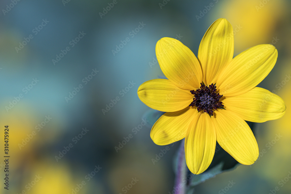 Obraz premium Selective focus close up Farfugium japonicum or japanese silver leaf in a garden.