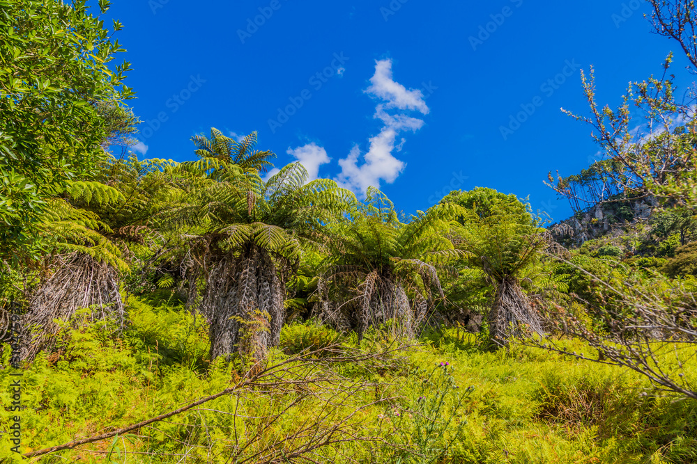 Fototapeta premium Picture of endemic rainforest on north island of New Zealand in summer