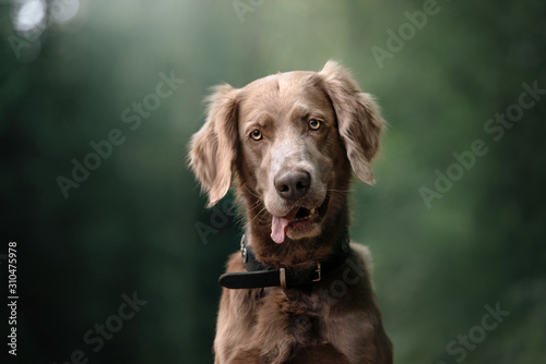long haired weimaraner dog in a collar portrait outdoors in summer