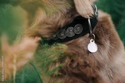 close up of dog collar with id tag photo