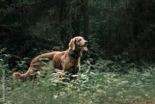 long haired weimaraner dog posing in the forest