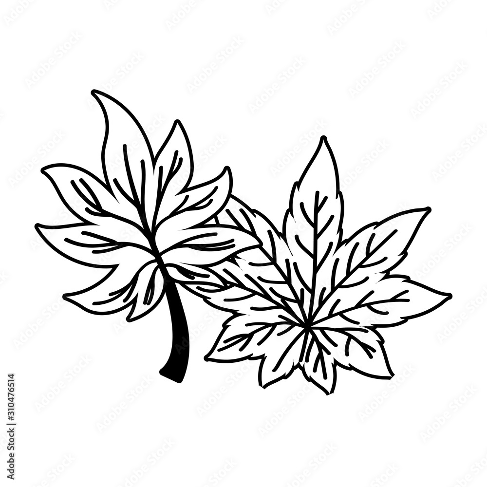 Isolated two autumn leaves vector design