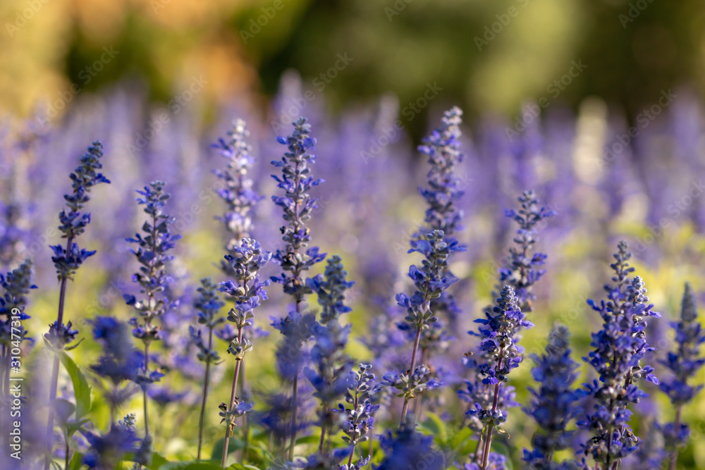 Obraz premium Salvia Flower in the garden.Beautiful purple flower in the garden.Selective focus flower.Sage flower.