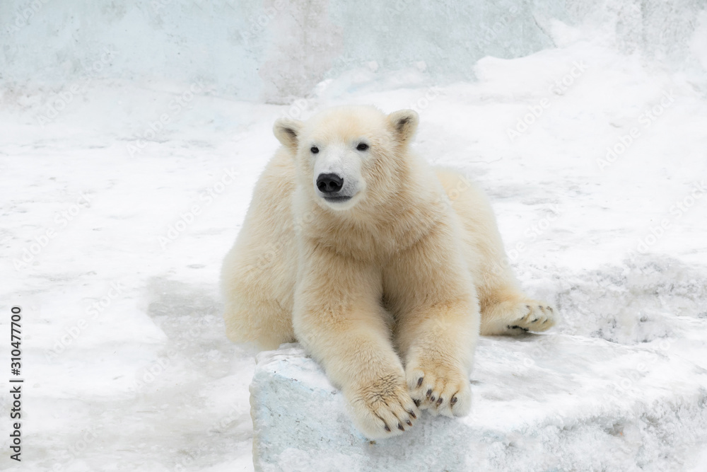 Funny polar bear. Polar bear sitting in a funny pose. white bear Funny polar bear. Polar bear sitting in a funny pose. white bear