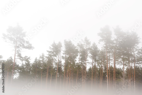 Fog in the forest, landscape on white background