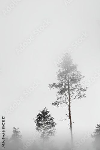 Fog in the forest  landscape on white background