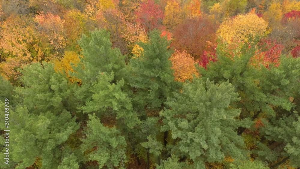 Strong winds blowing through pine trees and broadleaf trees in fall Strong winds blowing through pine trees and broadleaf trees in fall