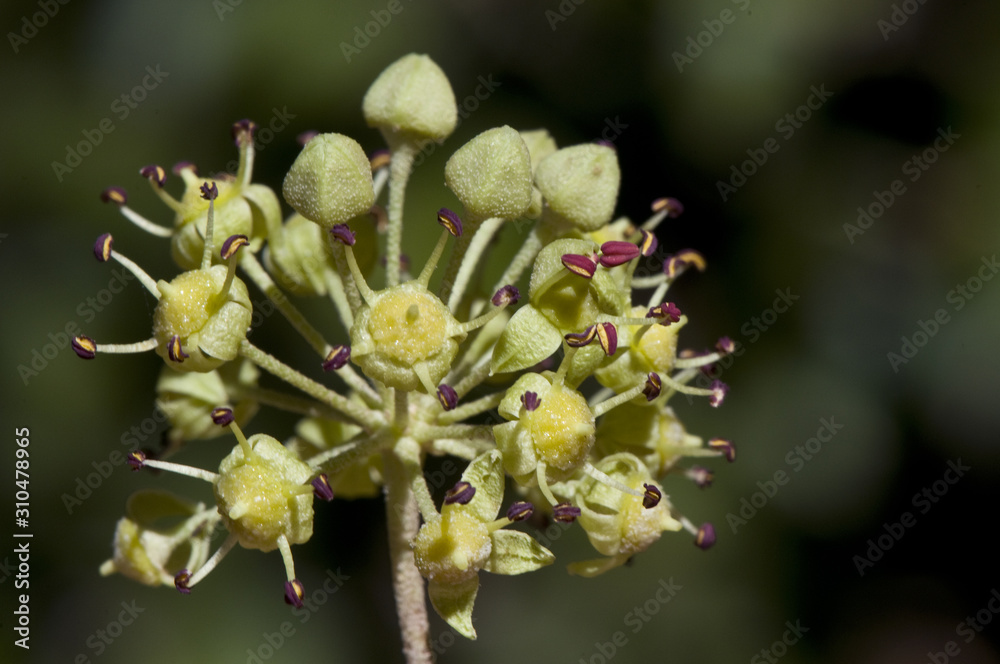 Hedera helix The common english european ivy in autumn we can find the still immature green fruits of this climbing plant Hedera helix The common english european ivy in autumn we can find the still immature green fruits of this climbing plant