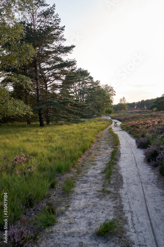 The blooming heather near Gifhorn / Germany in summer