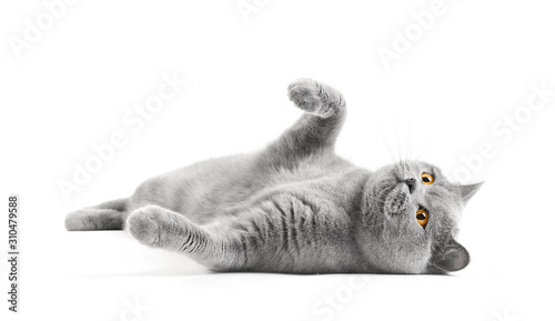 Cat with a playful mood on isolation photo