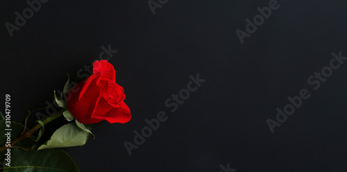 Fototapeta Naklejka Na Ścianę i Meble -  Red rose on a dark background