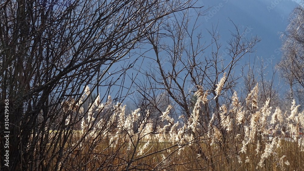Obraz premium Murnauer Moos in den Alpen b ei Garmisch Partenkirchen im winter
