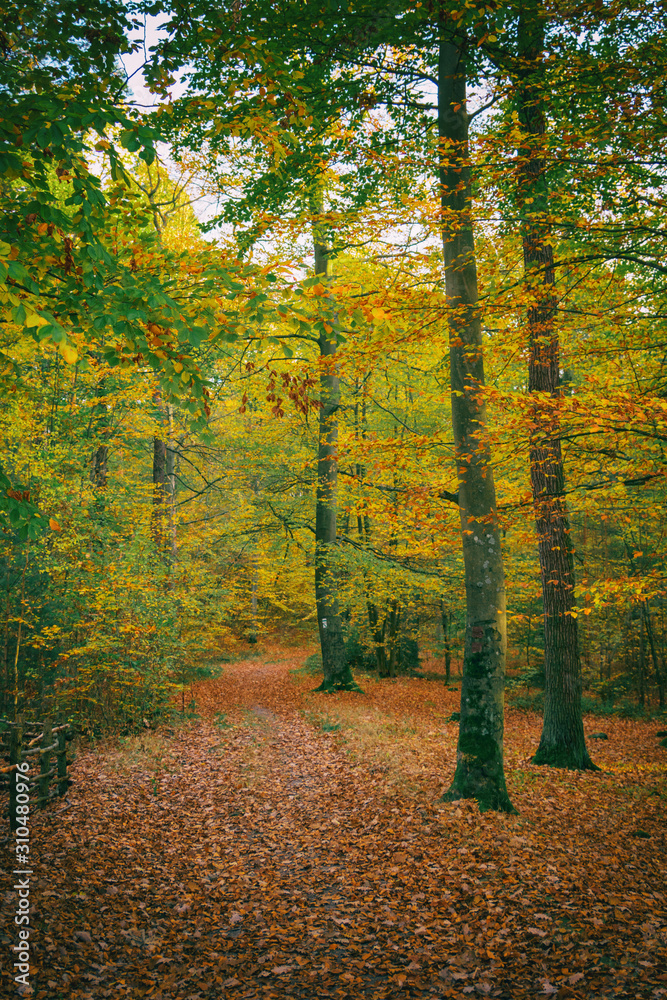 Fototapeta premium Herbstwald