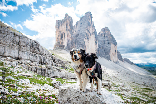 Photography Australian shepherd