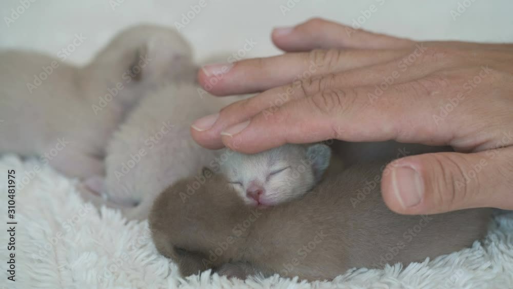 five burmese kittens weekly age and male hands five burmese kittens weekly age and male hands
