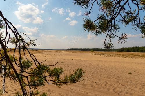 Desert seen between trees