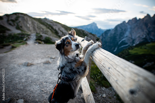 Australian shepherd