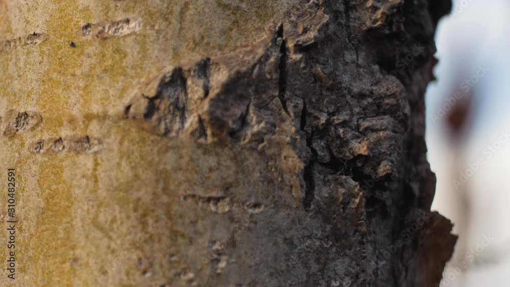 close up macro shot of weathered birch tree bark close up macro shot of weathered birch tree bark