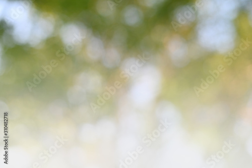 Abstract green blurred abstract background from foliage under tree sunshine background