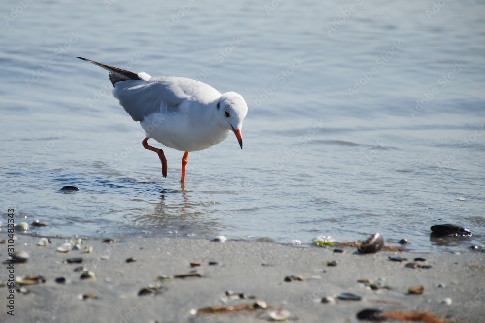 Fototapeta premium A seagull walking along the seashore in search of food