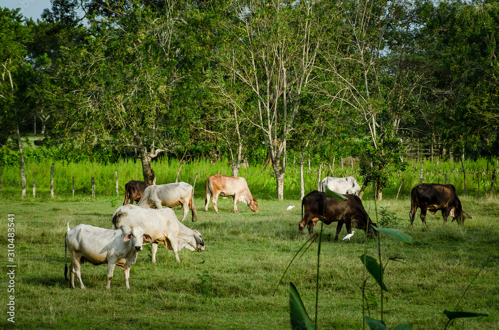 cultivos y pezca en Monteria y Coveñas, cultivos de de papaya, arroz, yuca y pesca artesanal en Cordoba Colombia