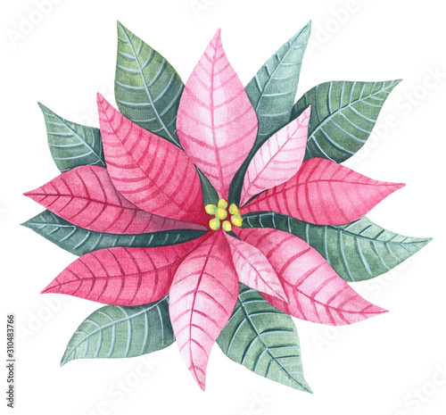 Poinsettia. Christmas pink flower. Watercolor illustration isolated on white background.